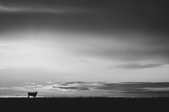 Mono common eland on horizon at sunset