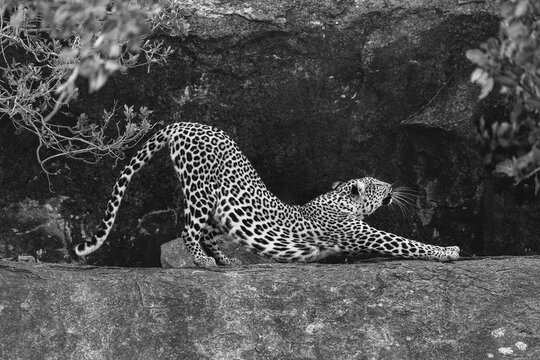 Mono leopard between bushes on rocky ledge