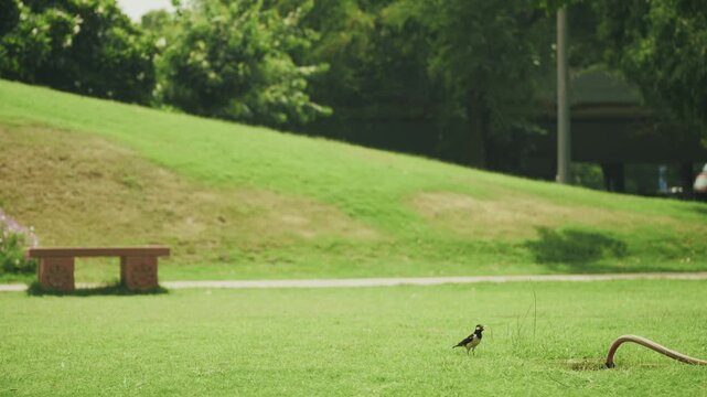 Cinematic video of Vasudev Ghat along the Yamuna River in Delhi, featuring riverside steps, landscaped gardens, traditional architectural elements, and peaceful surroundings. A scenic Delhi tourism.