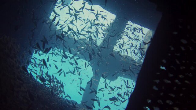 Experience a stunning coral reef bustling with various fish species in bright waters. Observe the unique marine life interacting in this underwater paradise.