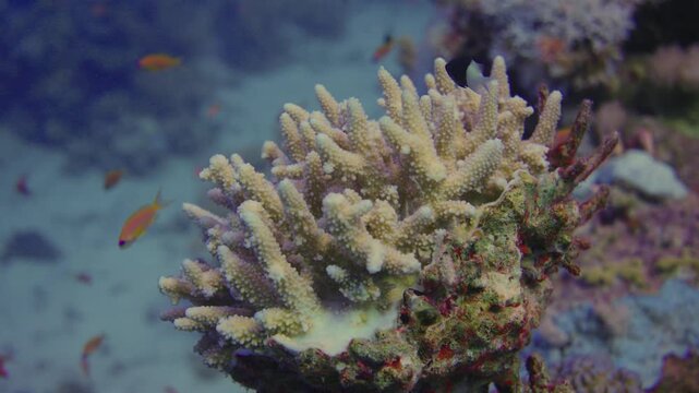 Witness the beauty of coral reefs as various species of fish interact among the colorful corals. Discover marine life in a stunning underwater environment.