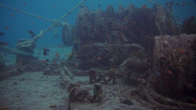 Underwater exploration reveals a rich coral reef teeming with diverse fish species. The sunken wreck creates a unique habitat, showcasing marine life in clear blue waters.