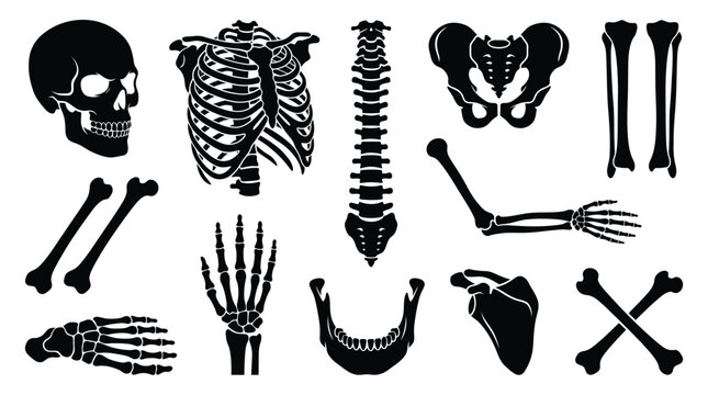 A detailed halloween vector bundle featuring various human skeleton bones including skull rib cage spine pelvis and arm for design projects
