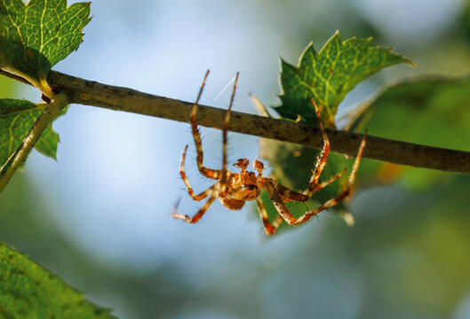 Low angle macro view of an orbweaver spider hiding under a tree branch