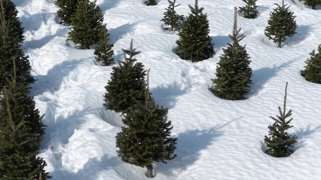 Aerial Flyover of Fir Trees on Snowy Christmas Tree Farm