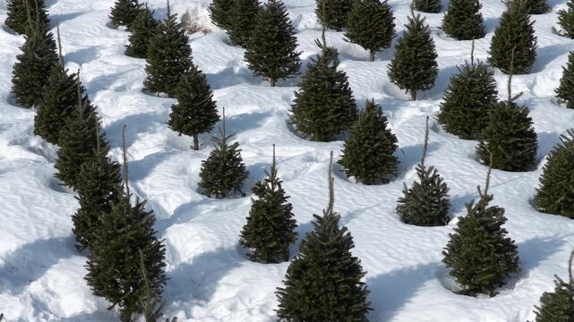 Aerial Flyover of Fir Trees on Snow-Covered Christmas Tree Farm