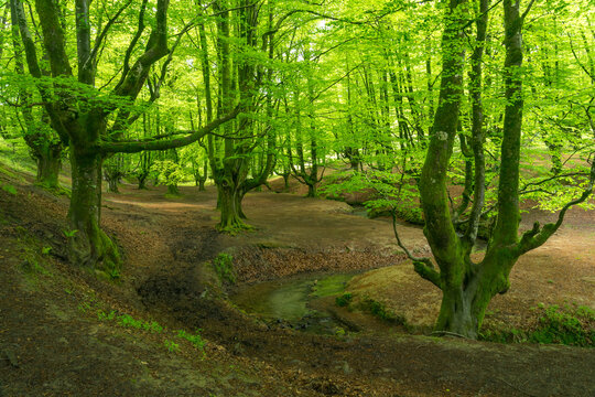 Mossy Beech Forest and Stream in Otxarreta, Basque Country, Spain