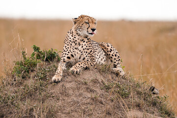 Gepard © Ghost Photos