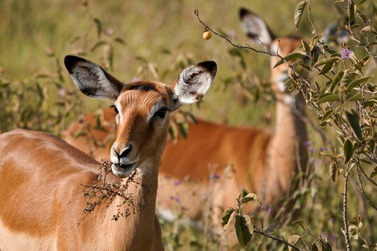 Antilope