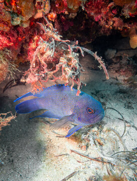 Southern Blue Devil Fish, Four Mile Reef, Busselton, Western Australia, Australia