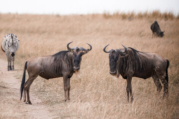 Gnus © Ghost Photos