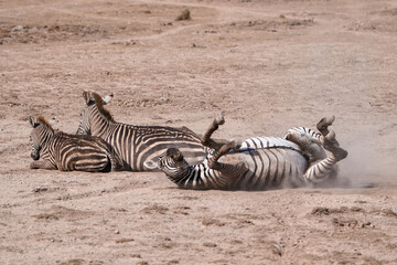 Zebras © Ghost Photos