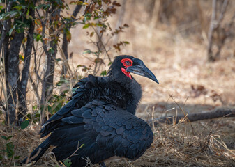 Southern ground hornbill in woodland, Botswana, Africa © dvlcom