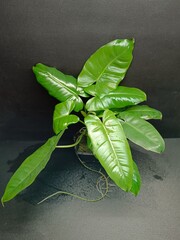 Various views of Philodendron Burle Marx cultivars featuring green, yellow variegata and mint variegated leaves, tropical houseplant collection © GeoWild