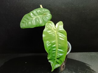 Various views of Philodendron Burle Marx cultivars featuring green, yellow variegata and mint variegated leaves, tropical houseplant collection © GeoWild