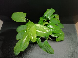 Various views of Philodendron Burle Marx cultivars featuring green, yellow variegata and mint variegated leaves, tropical houseplant collection © GeoWild