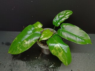 Various views of Philodendron Burle Marx cultivars featuring green, yellow variegata and mint variegated leaves, tropical houseplant collection © GeoWild