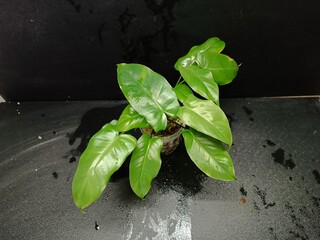Various views of Philodendron Burle Marx cultivars featuring green, yellow variegata and mint variegated leaves, tropical houseplant collection © GeoWild