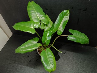 Various views of Philodendron Burle Marx cultivars featuring green, yellow variegata and mint variegated leaves, tropical houseplant collection © GeoWild
