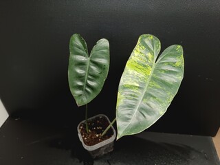 Various views of Philodendron Burle Marx cultivars featuring green, yellow variegata and mint variegated leaves, tropical houseplant collection © GeoWild