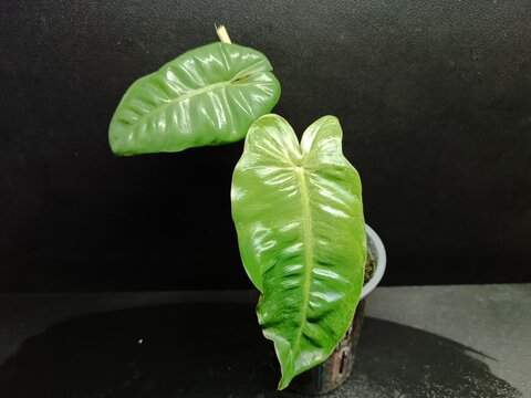 Various views of Philodendron Burle Marx cultivars featuring green, yellow variegata and mint variegated leaves, tropical houseplant collection