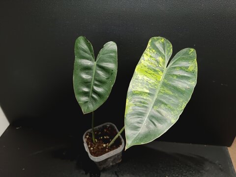 Various views of Philodendron Burle Marx cultivars featuring green, yellow variegata and mint variegated leaves, tropical houseplant collection