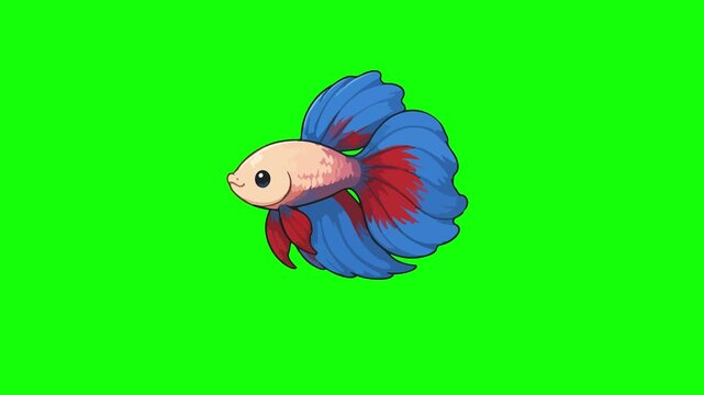 Betta animated swimming gracefully moving blue fins 4k green screen background