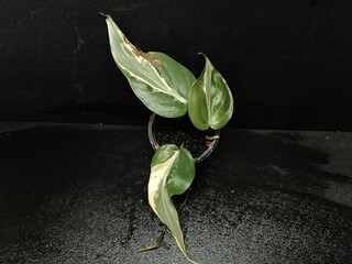 Various views of rare Philodendron hederaceum Rio houseplant showing distinct silver, cream and green variegated leaves © GeoWild