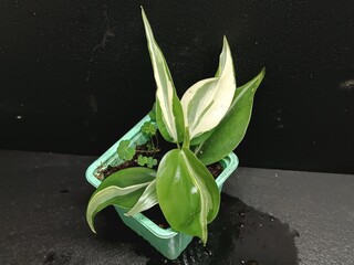 Various views of rare Philodendron hederaceum Rio houseplant showing distinct silver, cream and green variegated leaves © GeoWild