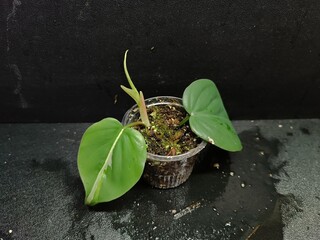 Various views of rare Philodendron hederaceum Rio houseplant showing distinct silver, cream and green variegated leaves © GeoWild
