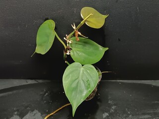 Various views of rare Philodendron hederaceum Rio houseplant showing distinct silver, cream and green variegated leaves © GeoWild