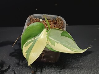 Various views of rare Philodendron hederaceum Rio houseplant showing distinct silver, cream and green variegated leaves © GeoWild