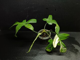 Various views of Philodendron Florida Beauty variegated and Florida Green houseplants displaying lobed leaf shapes © GeoWild