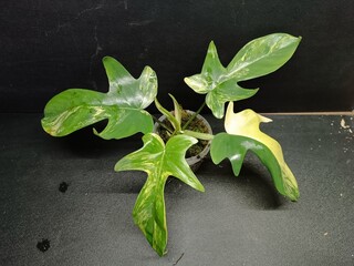 Various views of Philodendron Florida Beauty variegated and Florida Green houseplants displaying lobed leaf shapes © GeoWild