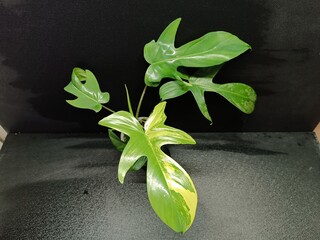 Various views of Philodendron Florida Beauty variegated and Florida Green houseplants displaying lobed leaf shapes © GeoWild