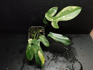 Various views of Philodendron Florida Beauty variegated and Florida Green houseplants displaying lobed leaf shapes © GeoWild