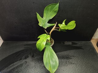 Various views of Philodendron Florida Beauty variegated and Florida Green houseplants displaying lobed leaf shapes © GeoWild