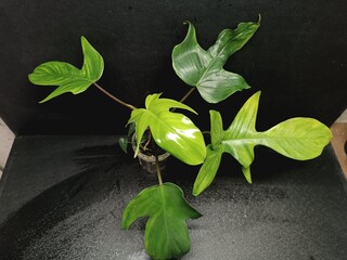 Various views of Philodendron Florida Beauty variegated and Florida Green houseplants displaying lobed leaf shapes © GeoWild