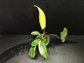 Various views of Philodendron Florida Beauty variegated and Florida Green houseplants displaying lobed leaf shapes © GeoWild