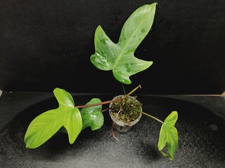 Various views of Philodendron Florida Beauty variegated and Florida Green houseplants displaying lobed leaf shapes © GeoWild
