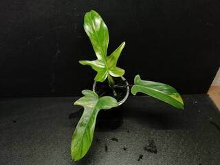 Various views of Philodendron Florida Beauty variegated and Florida Green houseplants displaying lobed leaf shapes © GeoWild
