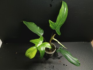 Various views of Philodendron Florida Beauty variegated and Florida Green houseplants displaying lobed leaf shapes © GeoWild