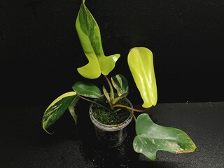 Various views of Philodendron Florida Beauty variegated and Florida Green houseplants displaying lobed leaf shapes © GeoWild