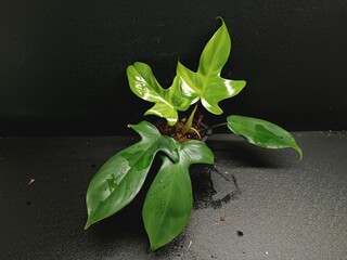 Various views of Philodendron Florida Beauty variegated and Florida Green houseplants displaying lobed leaf shapes © GeoWild