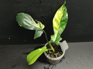 Various views of Philodendron Florida Beauty variegated and Florida Green houseplants displaying lobed leaf shapes © GeoWild
