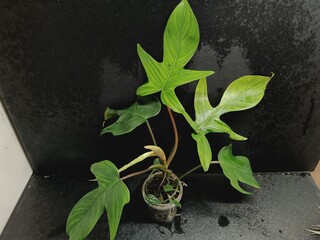 Various views of Philodendron Florida Beauty variegated and Florida Green houseplants displaying lobed leaf shapes © GeoWild