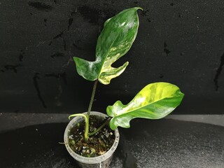 Various views of Philodendron Florida Beauty variegated and Florida Green houseplants displaying lobed leaf shapes © GeoWild