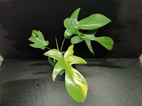 Various views of Philodendron Florida Beauty variegated and Florida Green houseplants displaying lobed leaf shapes
