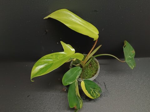 Various views of Philodendron Florida Beauty variegated and Florida Green houseplants displaying lobed leaf shapes