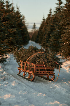 Sled Carrying Tree Along Snowy Path